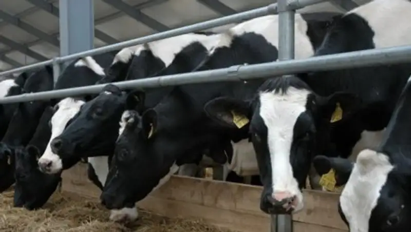 В Жамбылской области за последние два года введены в эксплуатацию 32-е молочно-товарные фермы