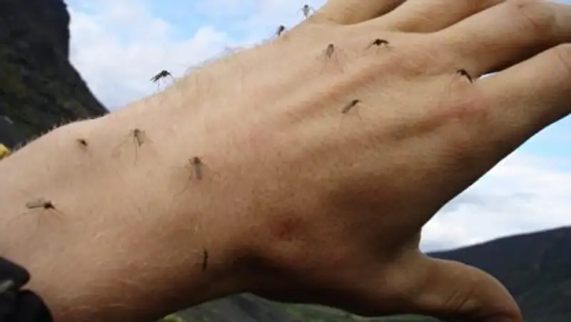 Сезон борьбы с комарами начался в Астане