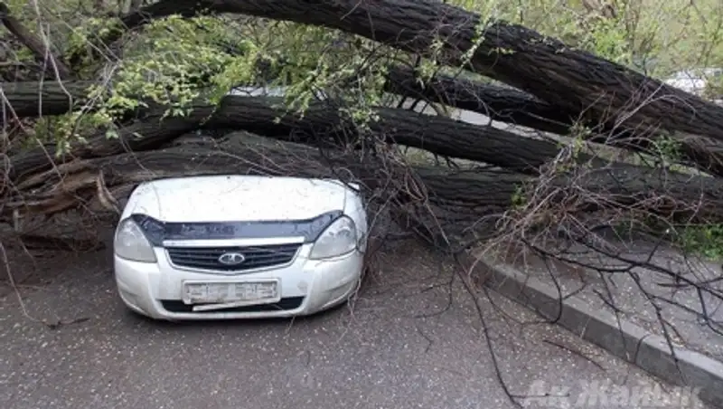 В Атырау после ливня на машину рухнуло дерево