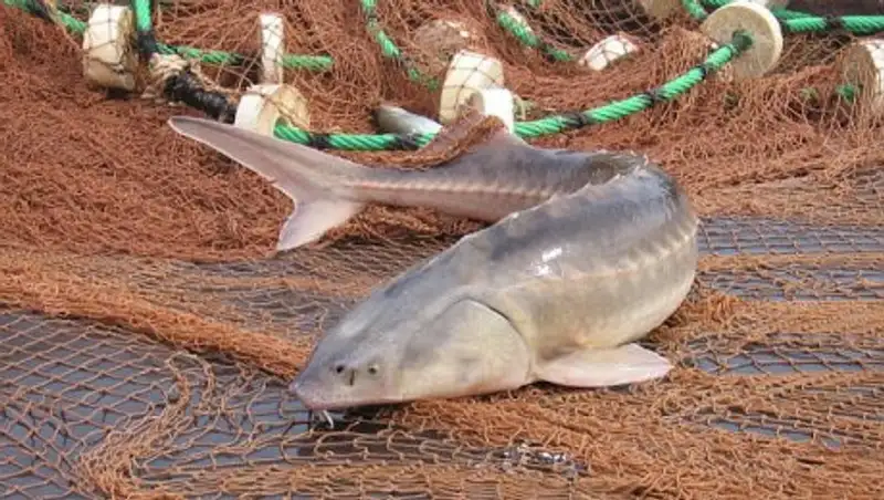 Новая межправкомиссия разработает механизм моратория на вылов осетровых рыб на Каспии