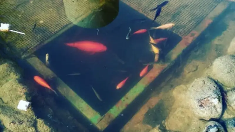 Алматинцы хотят спасти рыбок, гибнущих в пруду на Атакенте