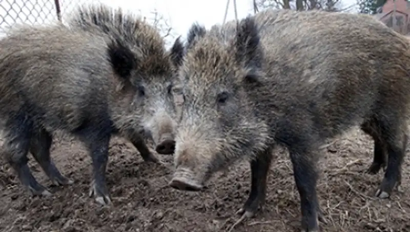 В Петербурге из люка вытащили 100-килограммового кабана