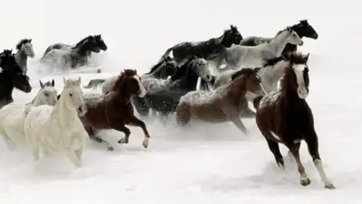 Zakon.kz, фото - Новости Zakon.kz от 21.12.2016 21:00