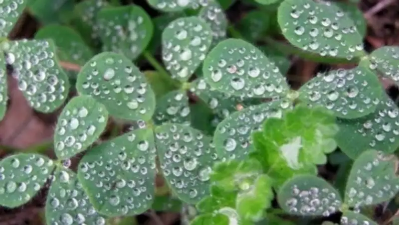 Пыльную бурю и дождь обещают синоптики в Казахстане