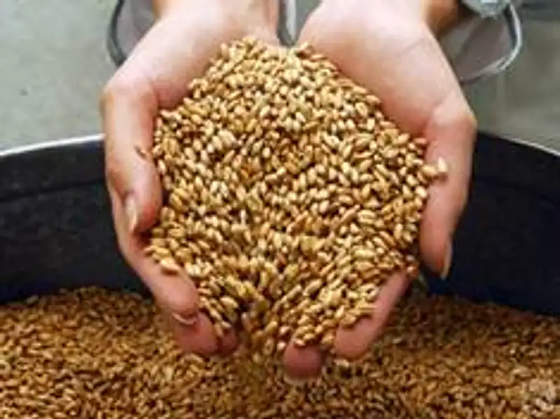 Более 540 тонн казахстанской пшеницы было задержано в РФ из-за не соответствия фитосанитарным требованиям, фото - Новости Zakon.kz от 09.12.2011 19:40