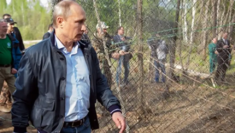 Путину доложили об успехах амурских тигров в размножении