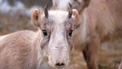 Zakon.kz, фото - Новости Zakon.kz от 01.06.2015 20:13
