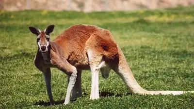 Rileypie, фото - Новости Zakon.kz от 14.10.2018 14:27