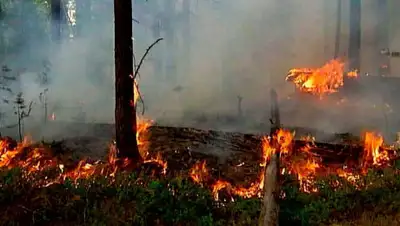 1tv.ru, фото - Новости Zakon.kz от 04.05.2019 16:55