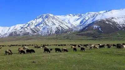 silkadv, фото - Новости Zakon.kz от 03.04.2021 13:49