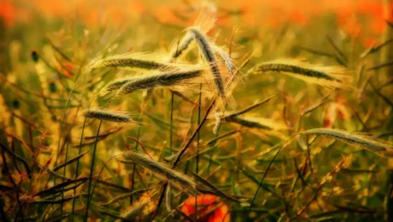 Какой будет погода в августе