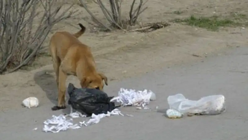 Почти 12 миллионов тенге выделили в Актау на истребление бродячих животных