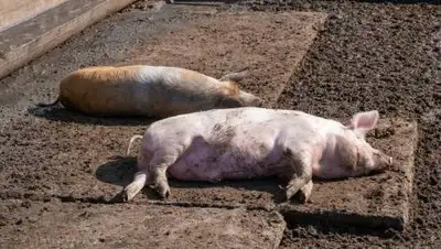 seyminfo.ru, фото - Новости Zakon.kz от 16.12.2020 01:31