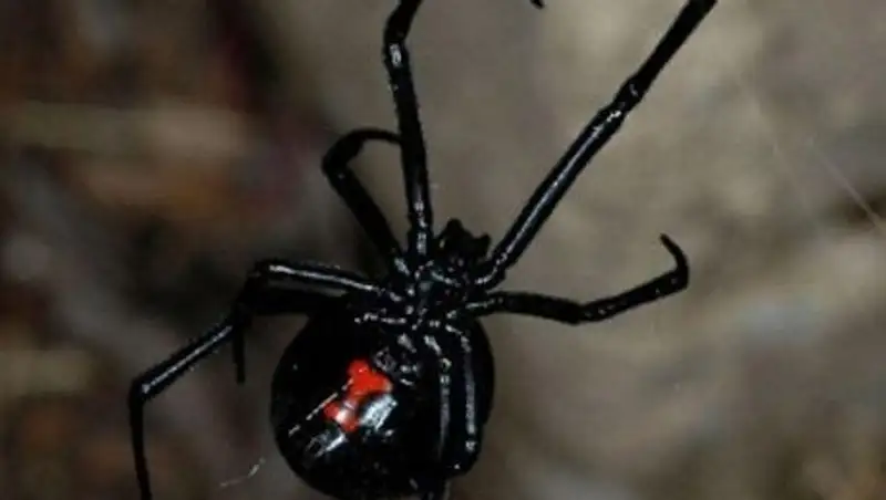 В Шымкенте растет число пострадавших от укусов каракуртов и змей