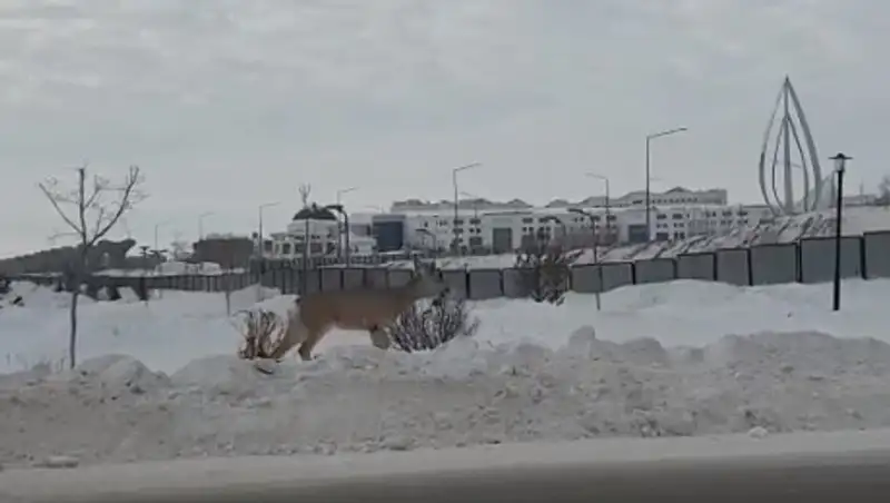 В Нур-Султане гуляет олень