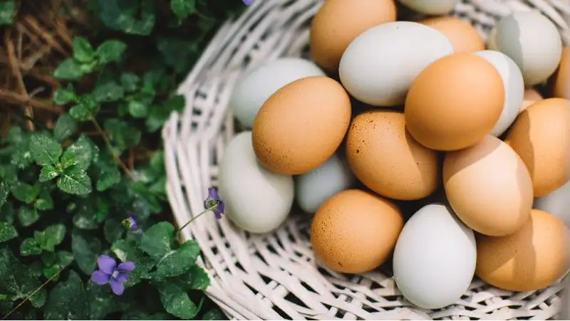 Нутрициолог назвала три способа проверить куриные яйца на свежесть