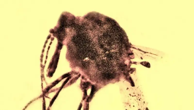 Ученые: динозавров мог погубить не астероид, а эпидемия малярии