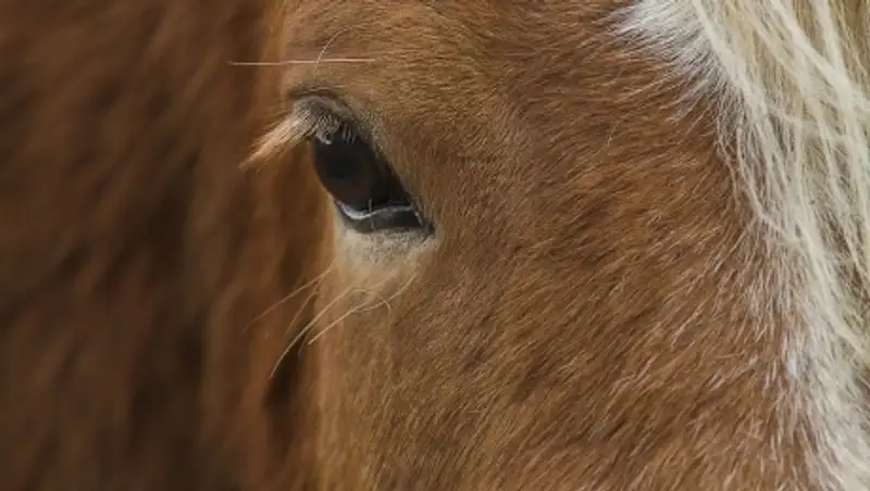 16 восхитительных фотографий Исландии