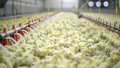 shutterstock, фото - Новости Zakon.kz от 04.11.2020 07:03