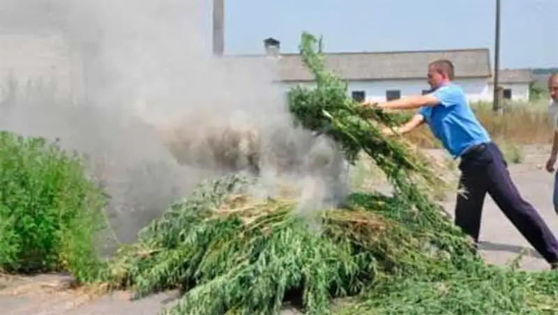 Деятельность наркогруппировки пресекли в Акмолинской области