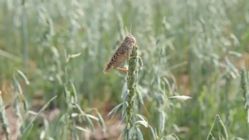 В Костанайской области будет обработано 1,5 млн. га против стадной саранчи