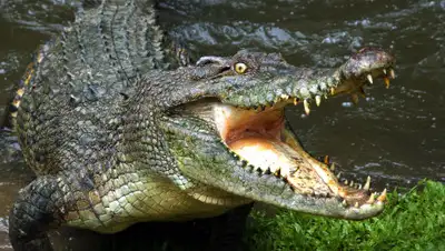 nevseoboi.com.ua, фото - Новости Zakon.kz от 27.03.2020 19:30