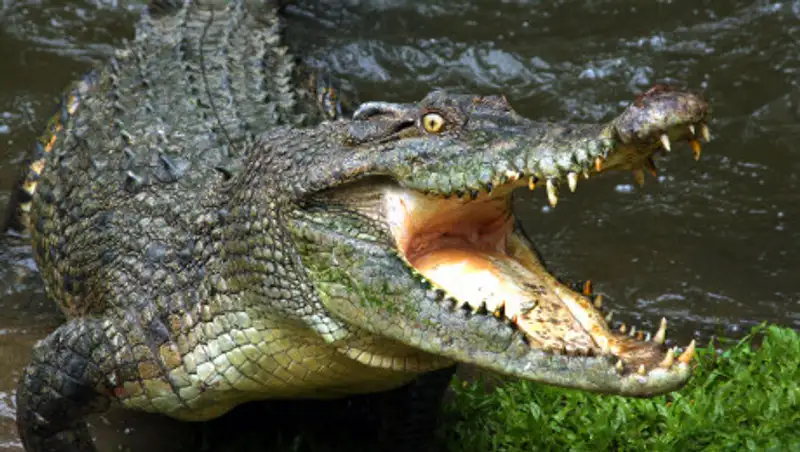 Нарушившего карантин мужчину съел крокодил