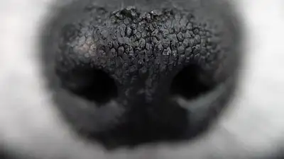 Полицейские выяснили, что собака сама упала на арматуру в Атырау , фото - Новости Zakon.kz от 18.05.2023 13:52