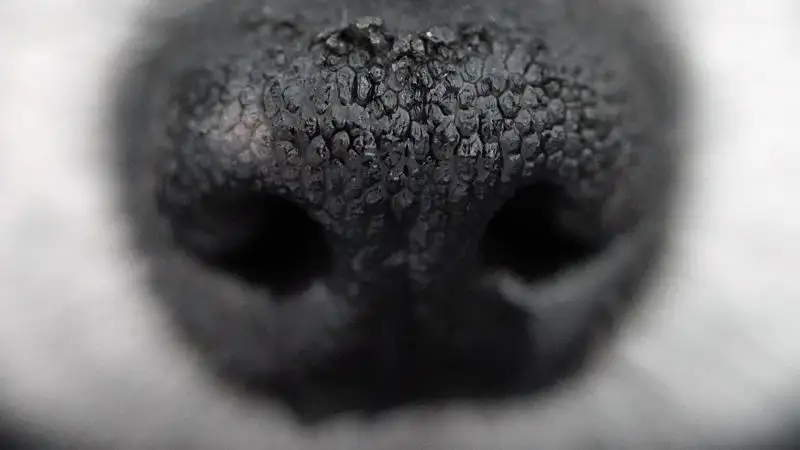 Полицейские выяснили, что собака сама упала на арматуру в Атырау