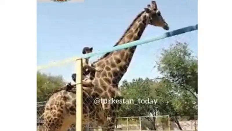 Любителя покататься на жирафе привлекут к административной ответственности