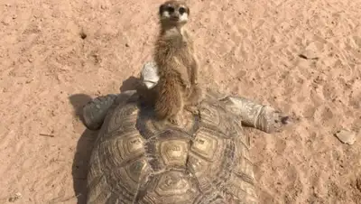 Zakon.kz, фото - Новости Zakon.kz от 20.08.2017 16:44