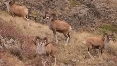 Zakon.kz, фото - Новости Zakon.kz от 03.02.2017 23:03