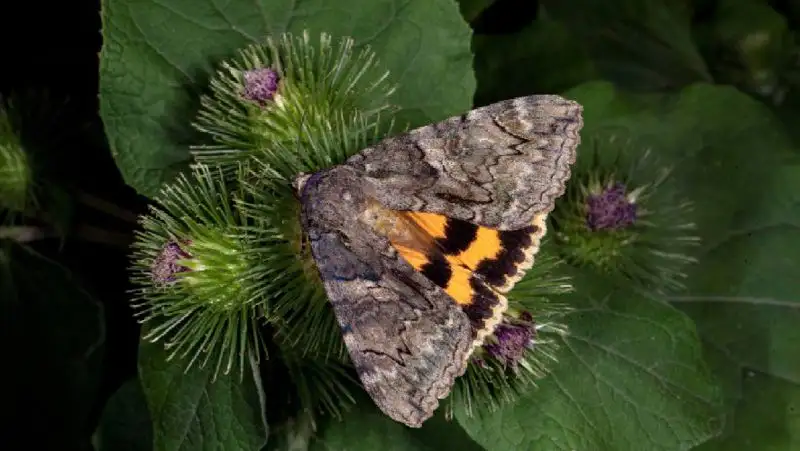 рк, бабочка, новый вид, ученые, обнаружение, мон, фото - Новости Zakon.kz от 26.04.2022 10:26
