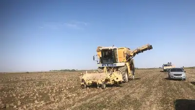 Сахарную отрасль пытаются возродить в Казахстане несмотря ни на что, фото - Новости Zakon.kz от 22.10.2022 16:37