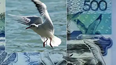 Zakon.kz, фото - Новости Zakon.kz от 21.12.2017 14:40