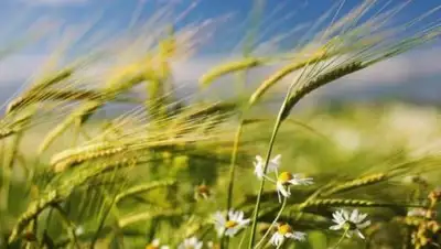 Zakon.kz, фото - Новости Zakon.kz от 24.08.2017 06:00