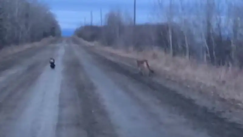 Скунс устроил погоню за горным львом