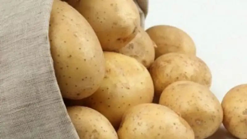 Костанайские аграрии ждут больших урожаев картофеля и масличных культур