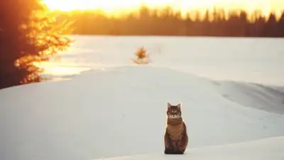 Фото: 31tv.ru, фото - Новости Zakon.kz от 05.01.2018 09:30