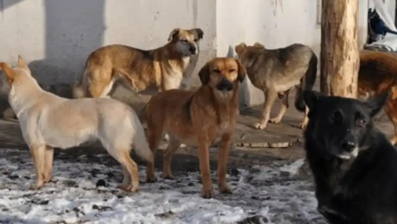 Жителей ВКО обвинили в распространении бешенства среди бродячих животных