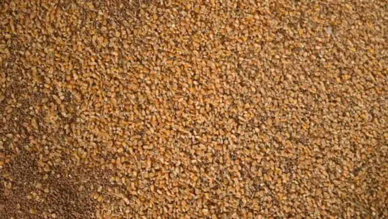 Иран&#1171;а О&#1178;О-дан жылына 20 мы&#1187; тонна ет экспортталады