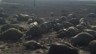 Zakon.kz, фото - Новости Zakon.kz от 10.07.2017 15:45