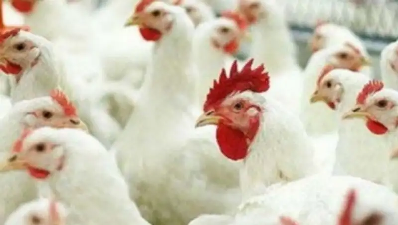 В Кызылординской области планируют запустить комплекс по переработке мяса птицы