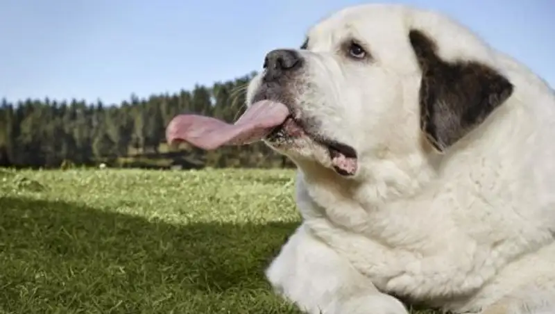 Найдена собака с самым длинным языком в мире