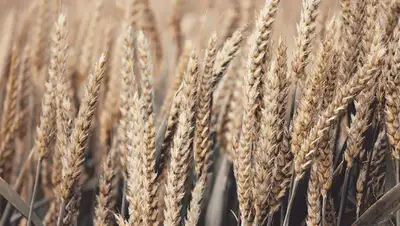 Продовольствие, ВТО, экспорт, фото - Новости Zakon.kz от 12.06.2022 18:46