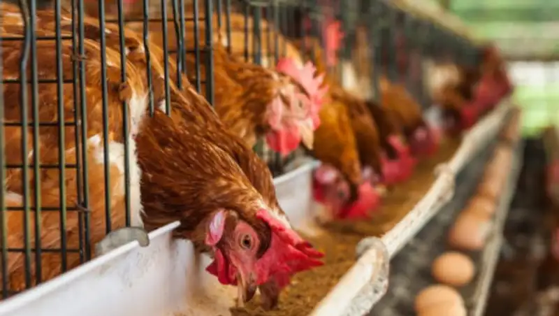 Каждая 3-я отечественная птицефабрика может разориться