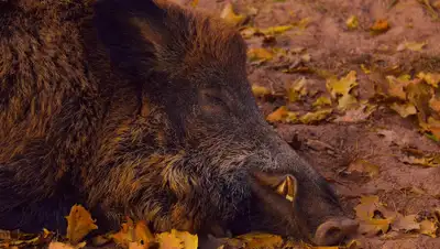 Pixabay, фото - Новости Zakon.kz от 10.10.2019 06:49