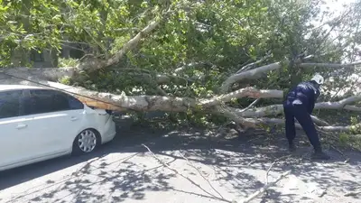 О последствиях сильного ветра в Шымкенте рассказали в ДЧС, фото - Новости Zakon.kz от 05.05.2023 10:30