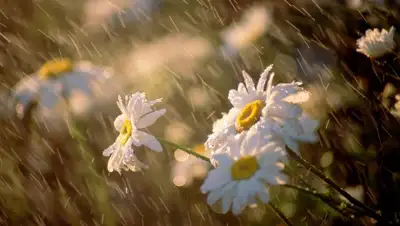 LiveJournal, фото - Новости Zakon.kz от 24.07.2019 09:03