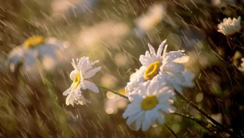 Почти по всему Казахстану пройдут дожди